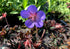Ciocul berzei - Geranium pratense Midnight Reiter