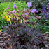 Ciocul berzei - Geranium pratense Midnight Reiter
