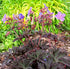 Ciocul berzei - Geranium pratense Midnight Reiter