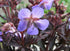 Ciocul berzei - Geranium pratense Midnight Reiter