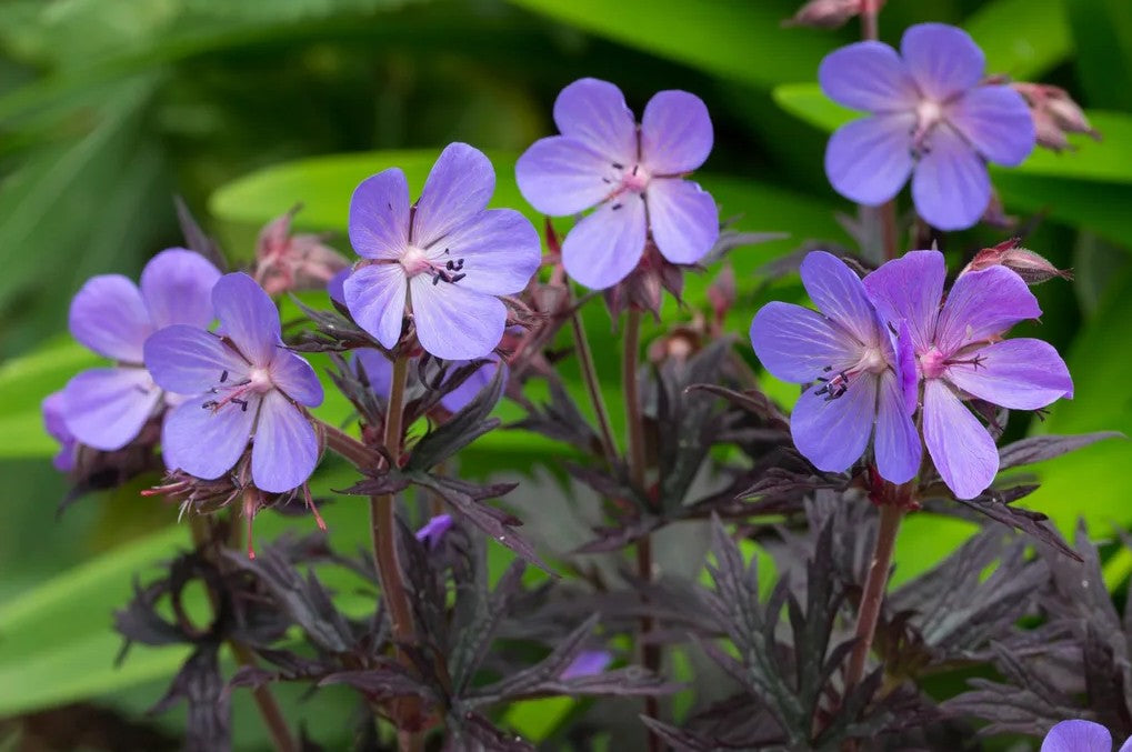 Ciocul berzei - Geranium pratense Midnight Reiter