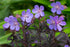Ciocul berzei - Geranium pratense Midnight Reiter