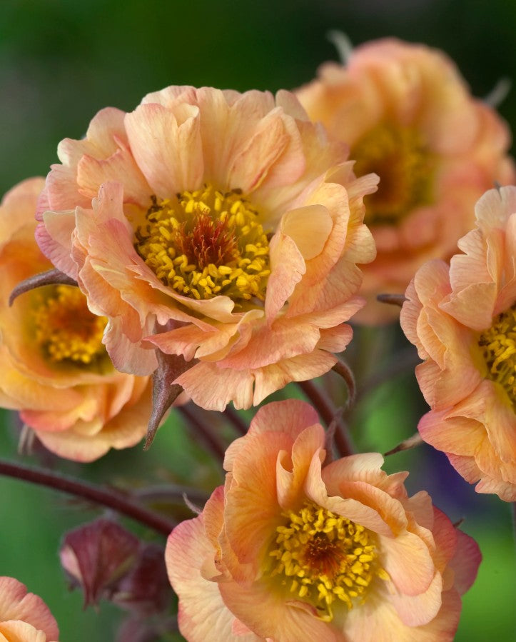 Rădăcină de ghimbir - Geum hybrida Mai Tai