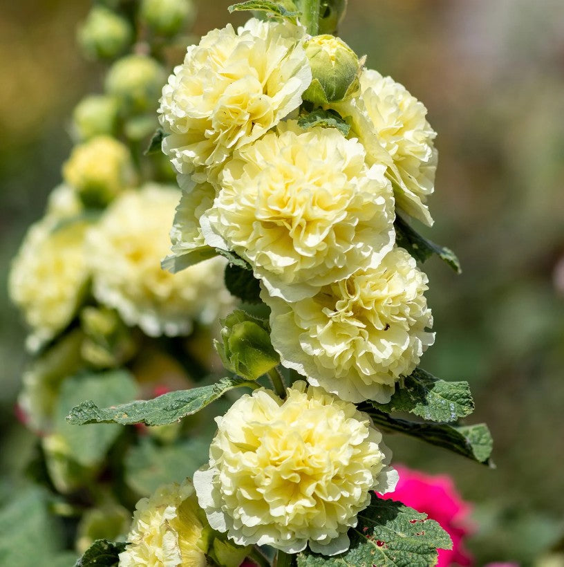 Nalba de grădină cu flori duble - Alcea rosea Chaters Double  Yellow