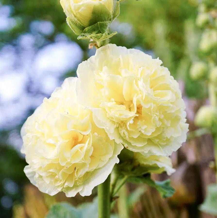 Nalba de grădină cu flori duble - Alcea rosea Chaters Double  Yellow