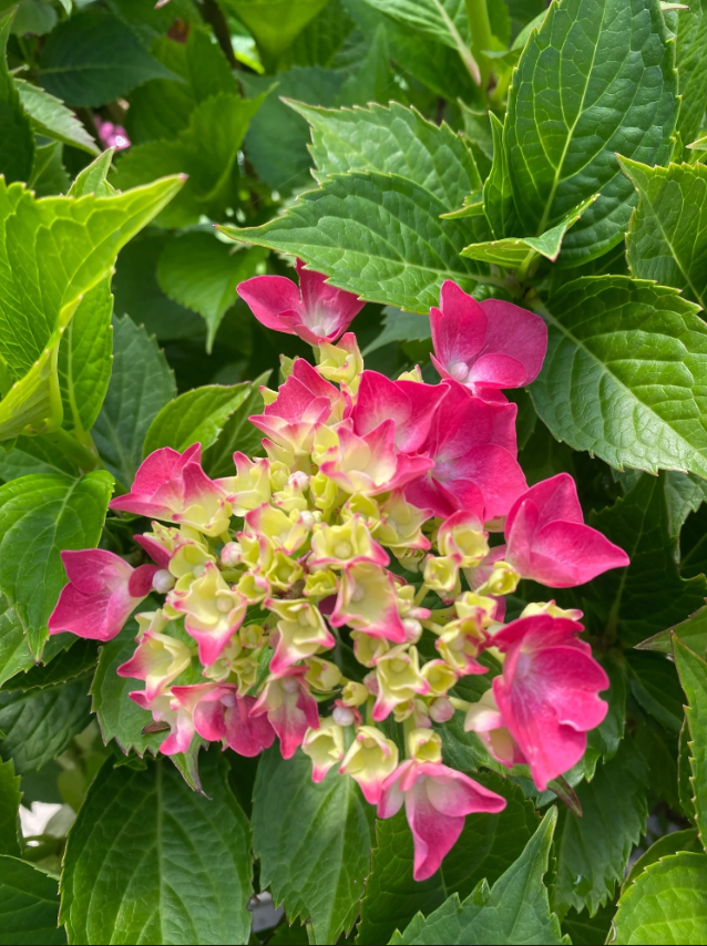 Hortensia de grădină - Hydrangea macrophylla Leuchtfeuer-sorten Rot