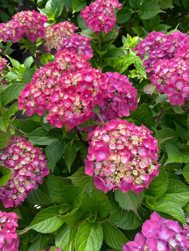 Hortensia de grădină - Hydrangea macrophylla Leuchtfeuer-sorten Rot