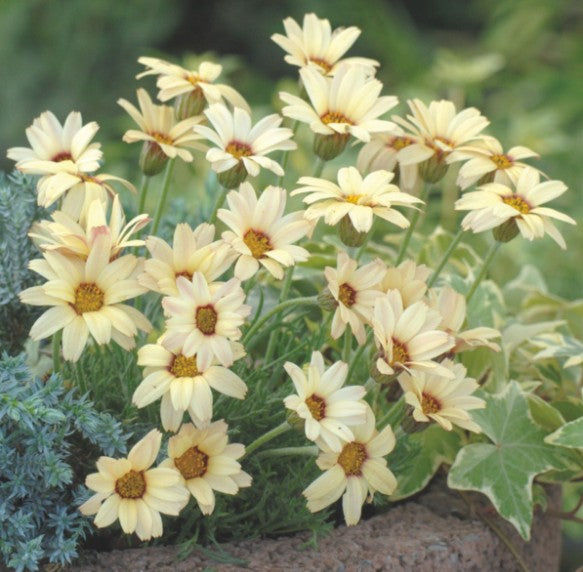 Margarete marocană - Rhodanthemum hosmariense Sunshine Peach