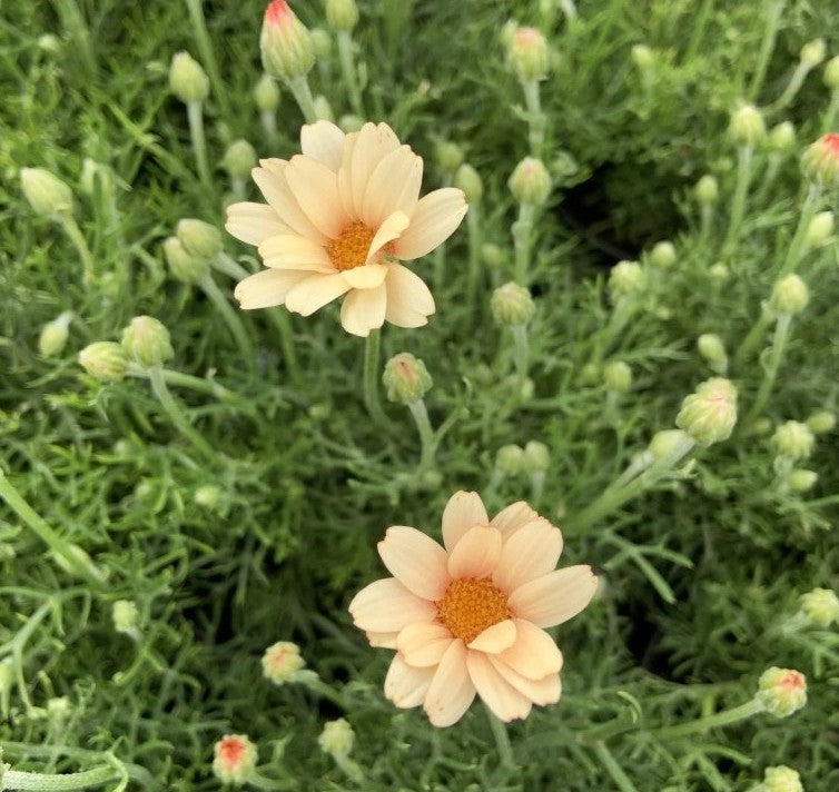 Margarete marocană - Rhodanthemum hosmariense Sunshine Peach