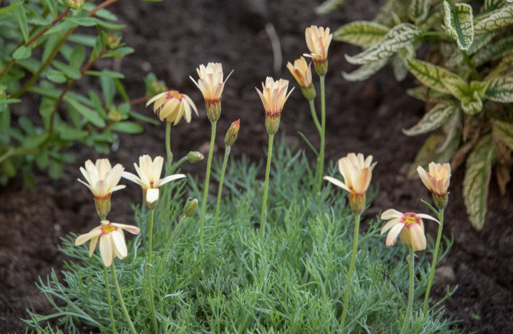 Margarete marocană - Rhodanthemum hosmariense Sunshine Peach