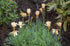 Margarete marocană - Rhodanthemum hosmariense Sunshine Peach