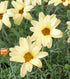 Margarete marocană - Rhodanthemum hosmariense Sunshine Peach