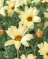 Margarete marocană - Rhodanthemum hosmariense Sunshine Peach