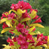 Weigela - Weigela 'Olympiade'