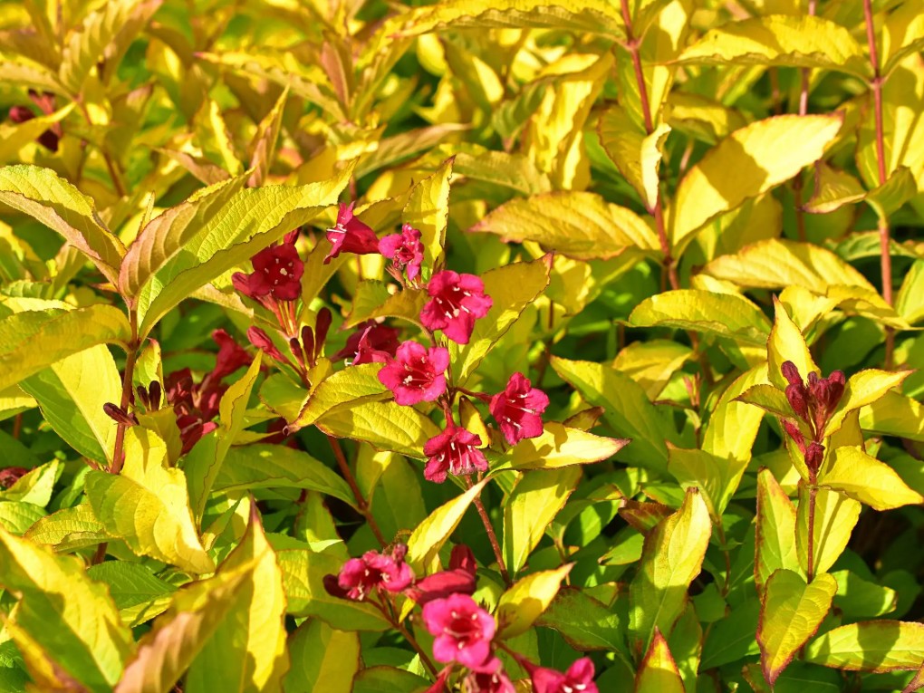 Weigela - Weigela 'Olympiade'