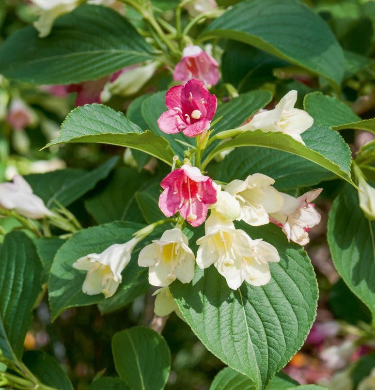 Weigela - Weigela 'Marjorie'