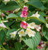 Weigela - Weigela 'Marjorie'