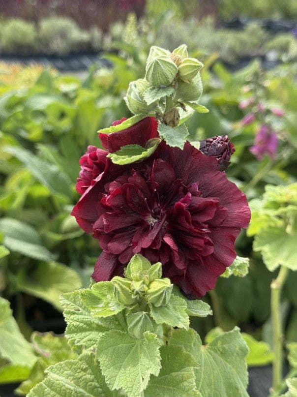 Nalba de grădină cu flori duble - Alcea rosea Chaters Double Purple