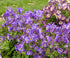 Căldărușă - Aquilegia caerulea Earlybird™ ‘Purple Blue’