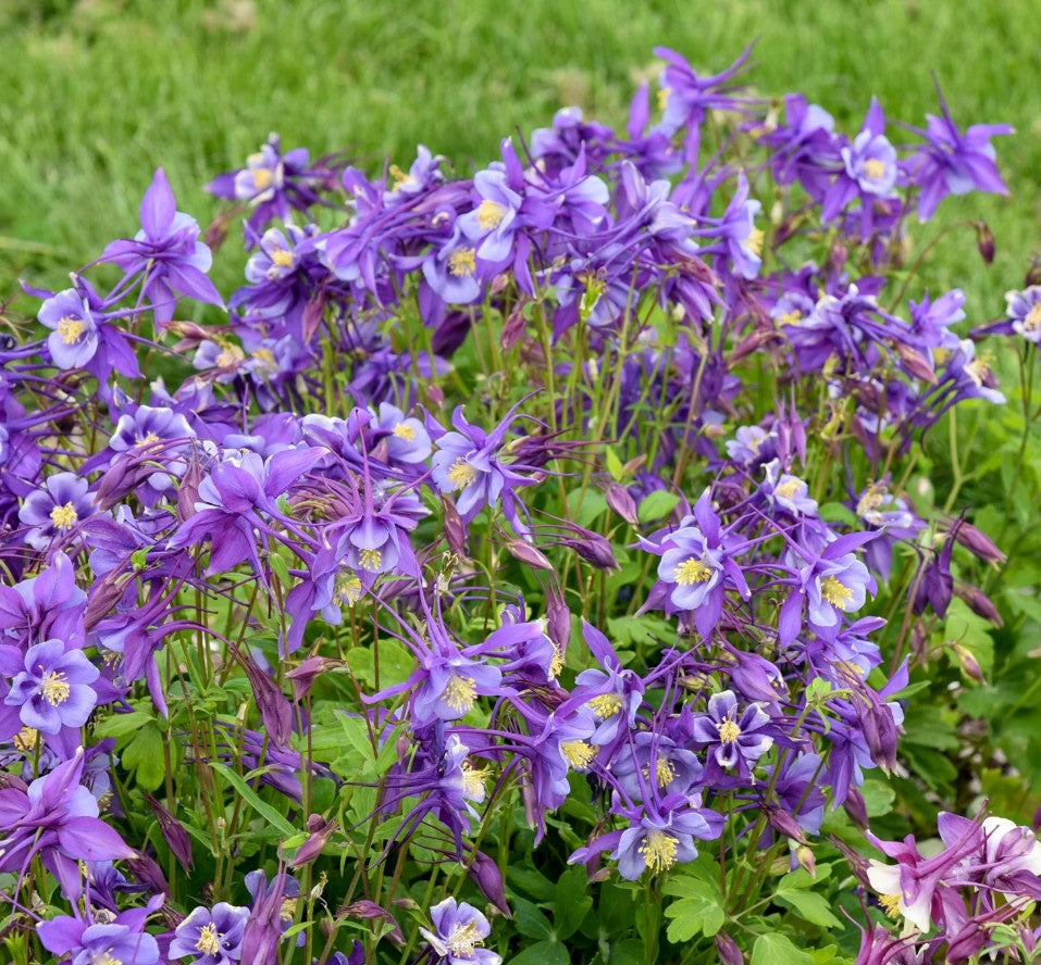 Căldărușă - Aquilegia caerulea Earlybird™ ‘Purple Blue’