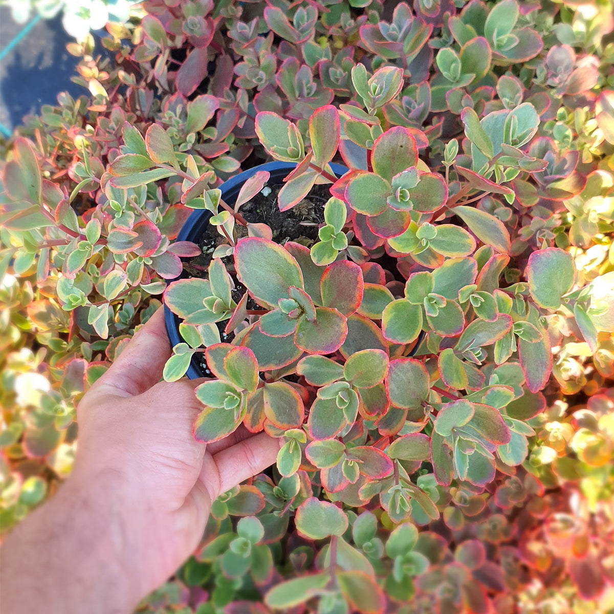 Iarbă grasă - Sedum cauticola Sunsparkle Wildfire