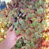 Iarbă grasă - Sedum cauticola Sunsparkle Wildfire