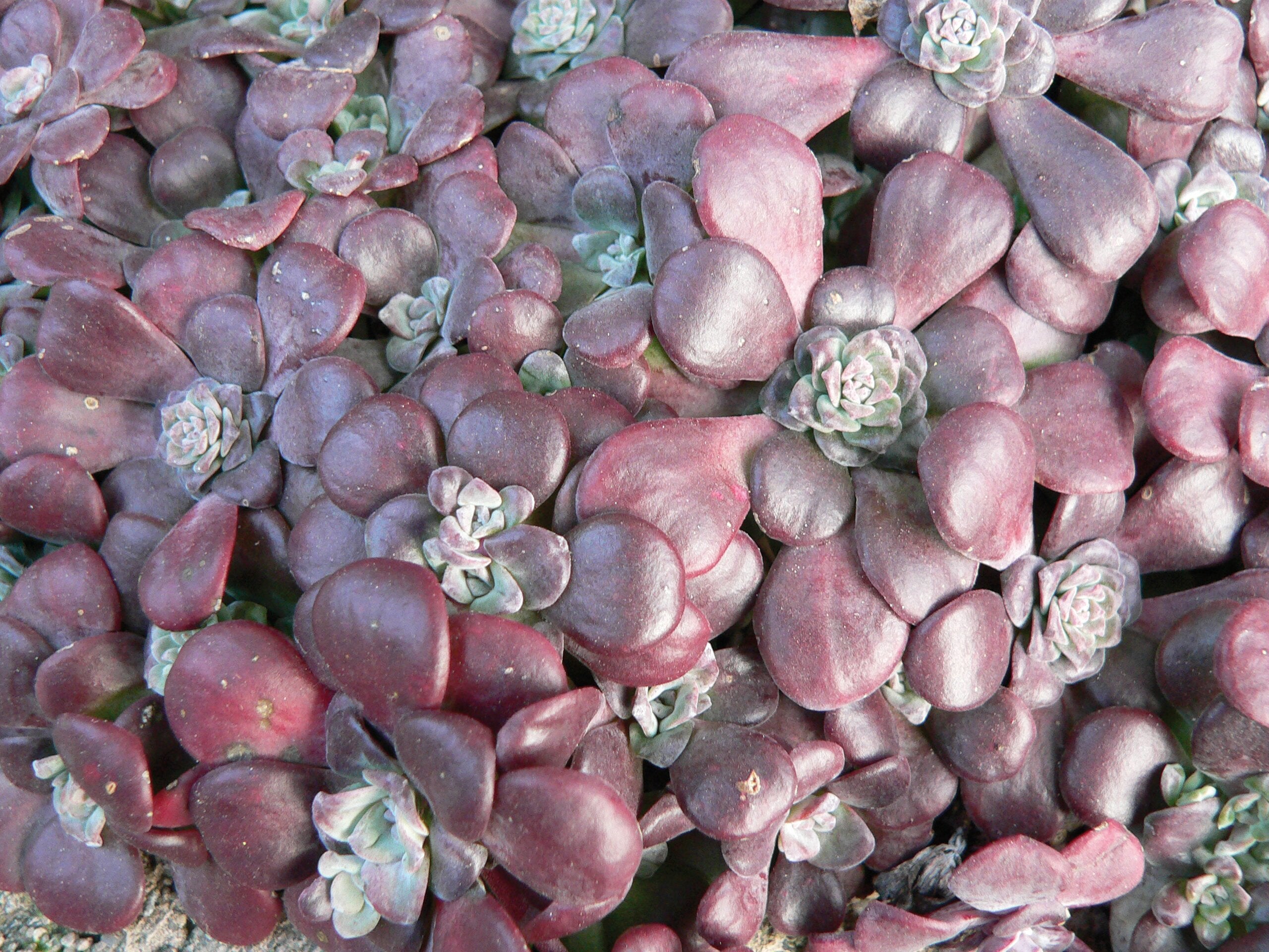 Iarba grasă - Sedum spathulifolium ‘Purpureum’