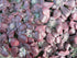 Iarba grasă - Sedum spathulifolium ‘Purpureum’