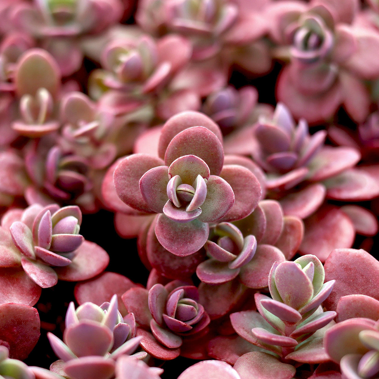 Iarba grasă - Sedum cauticola Sunsparkler Firecracker