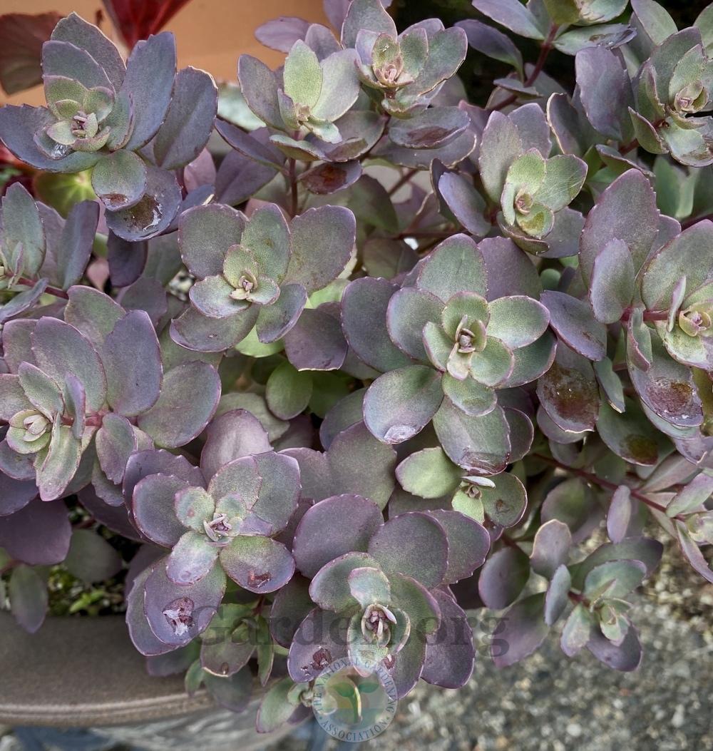 Iarba grasă - Sedum cauticola Sunsparkler Plum Dazzled