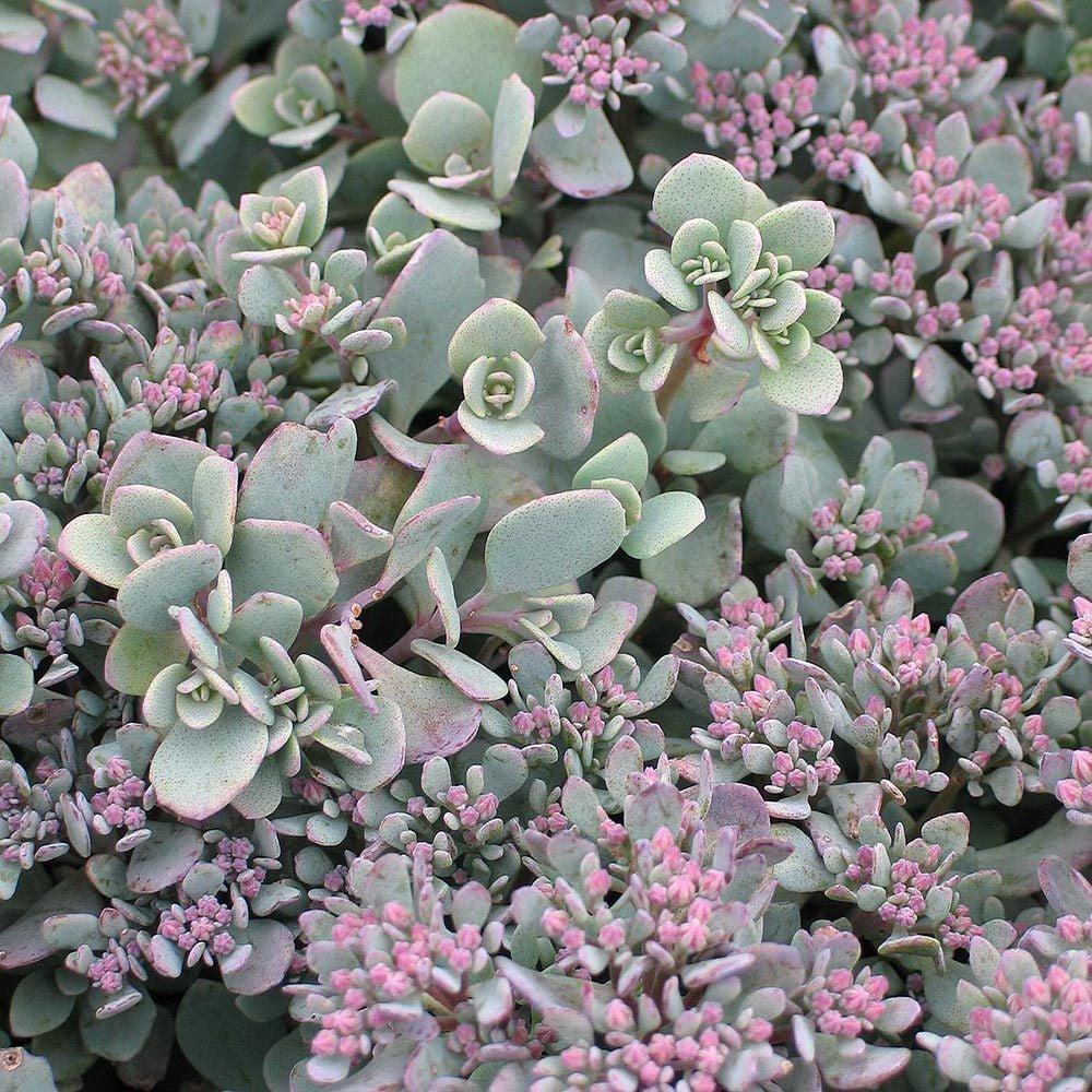 Iarba grasă - Sedum cauticola ‘Lidakense’