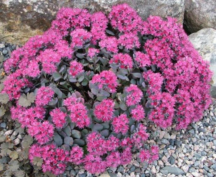 Iarba grasă - Sedum cauticola ‘Lidakense’