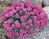 Iarbă grasă – Sedum cauticola Lidakense