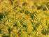 Iarba grasă - Sedum reflexum Angelina