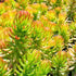 Iarba grasă - Sedum reflexum Angelina