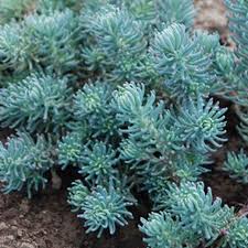 Iarba grasă albastră - Sedum reflexum 'Blue Spruce'