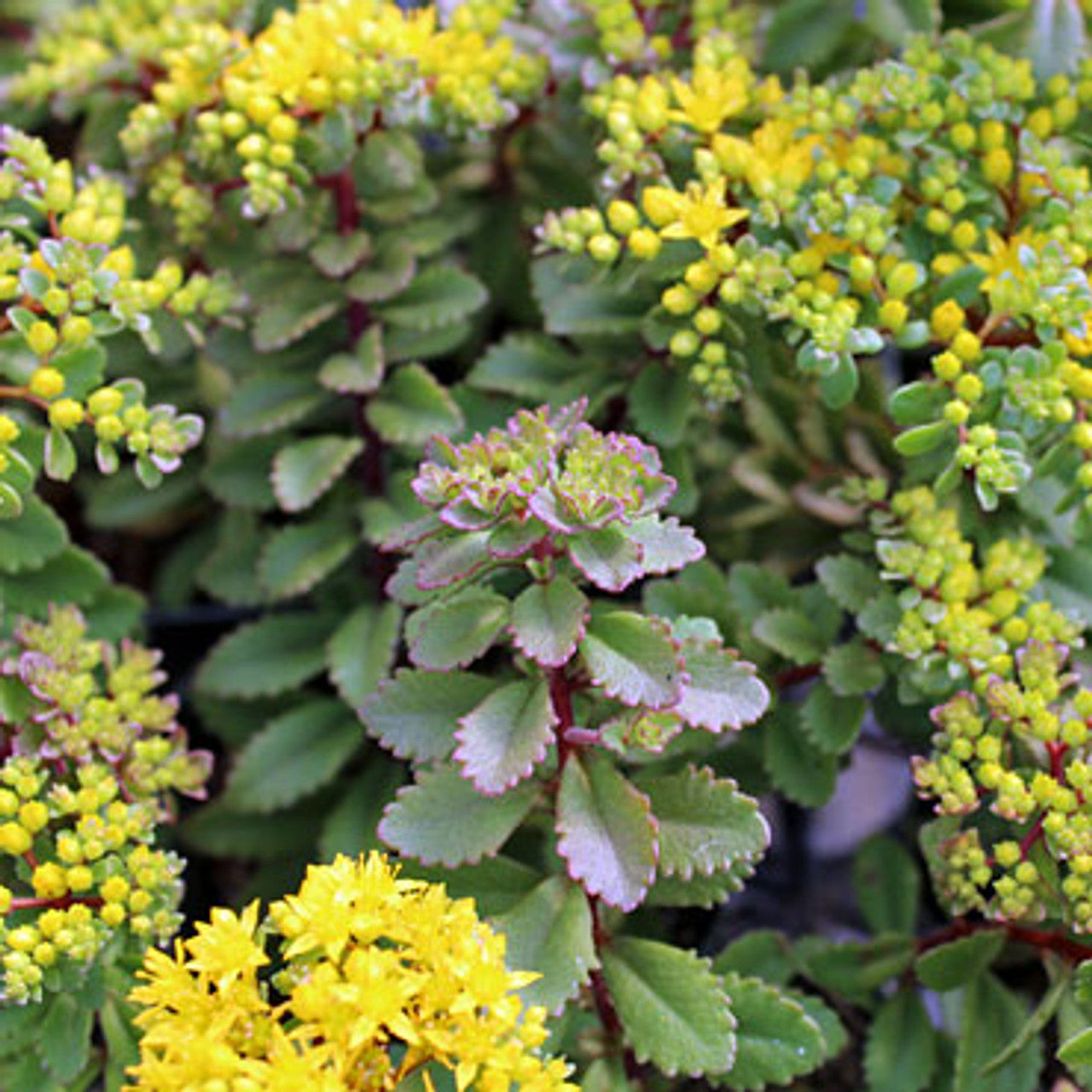 Floarea grasă – Sedum selskianum