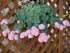 Iarba grasă de octombrie - Sedum sieboldii