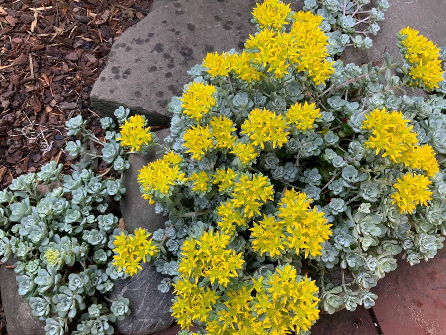 Sedum-Floarea grasă - Sedum spathulifolium Cape Blanco