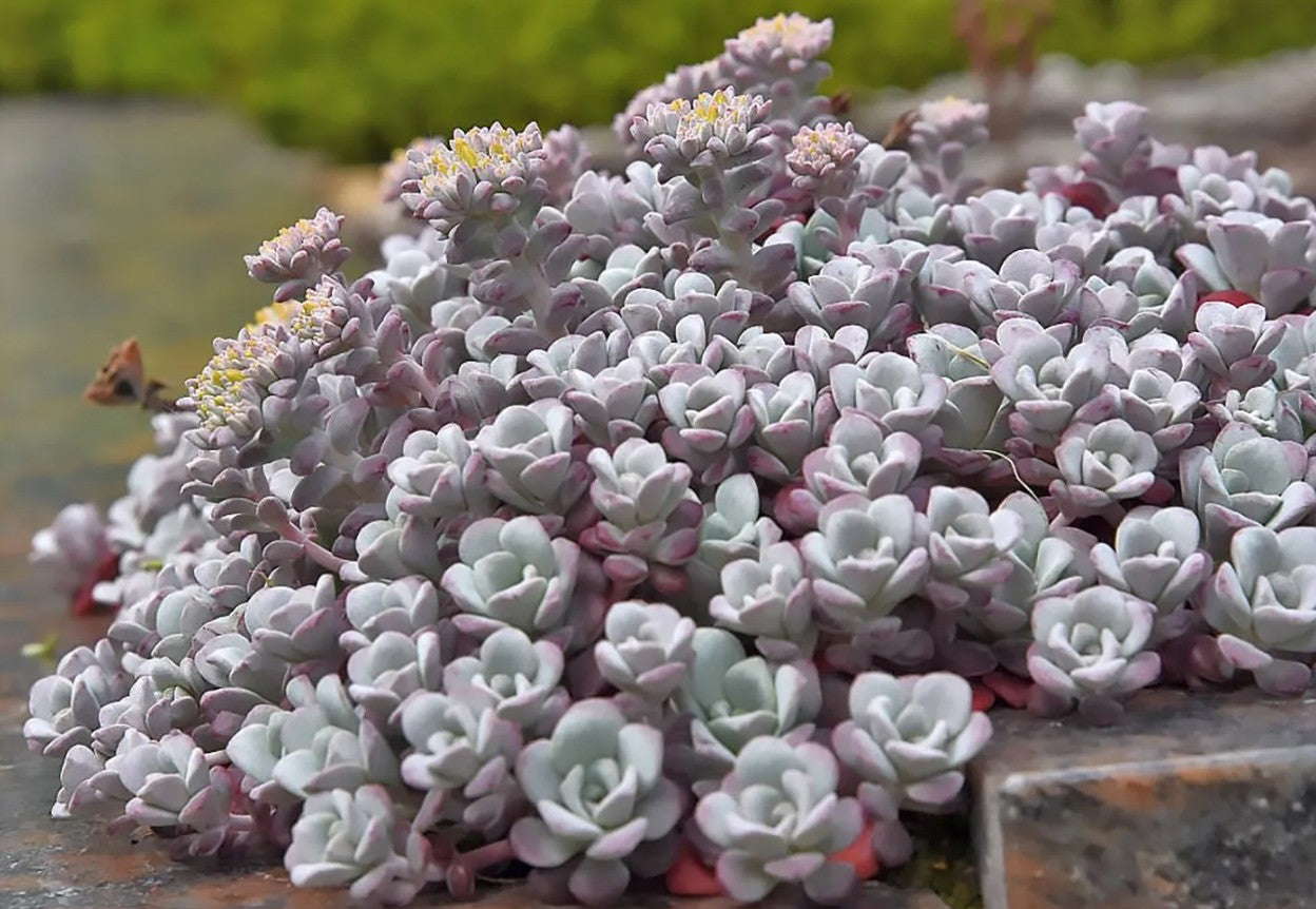 Iarba grasă - Sedum spathulifolium ‘Purpureum’