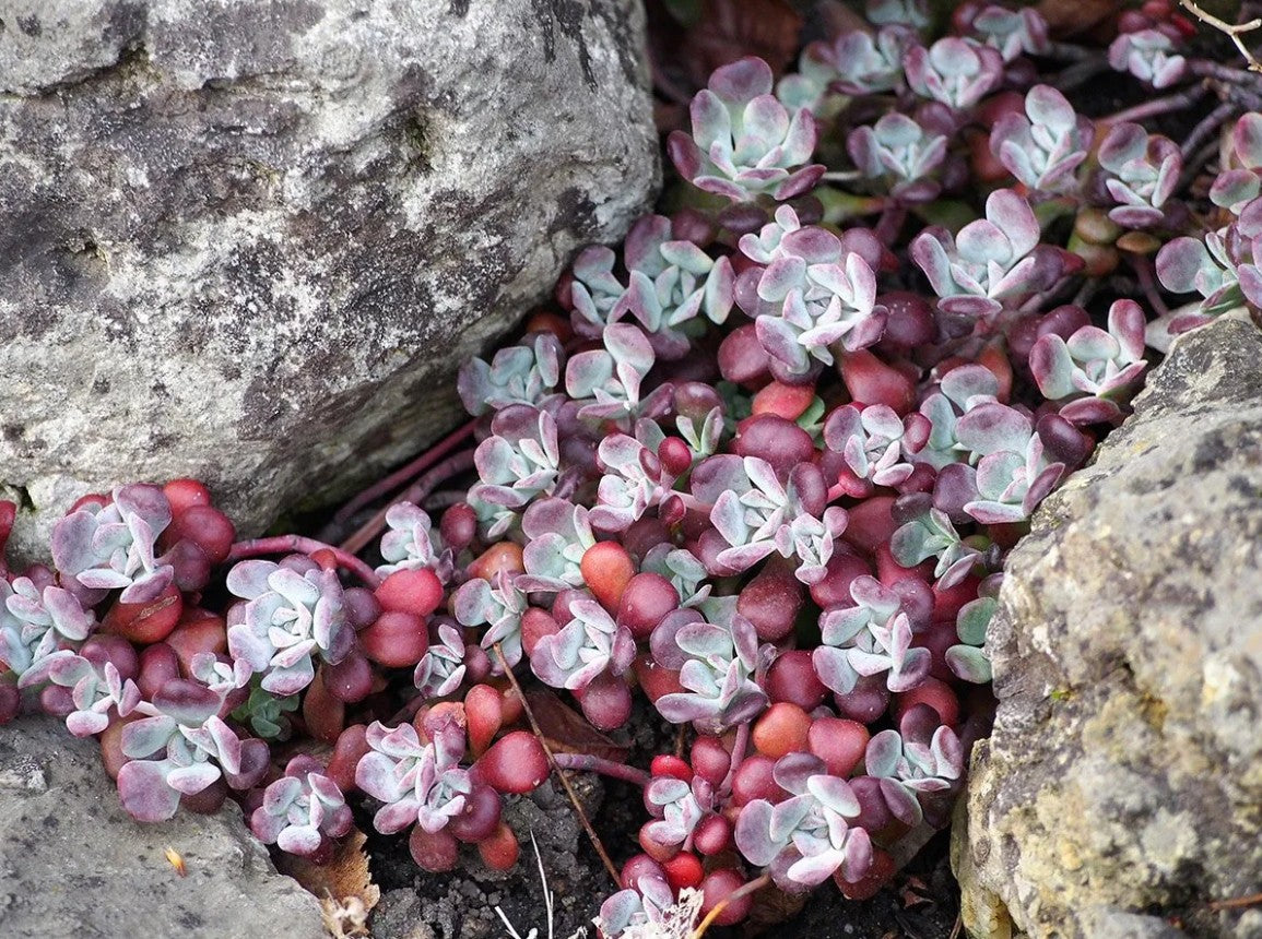 Iarba grasă - Sedum spathulifolium ‘Purpureum’
