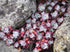 Iarba grasă - Sedum spathulifolium ‘Purpureum’