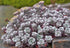 Iarba grasă - Sedum spathulifolium ‘Purpureum’