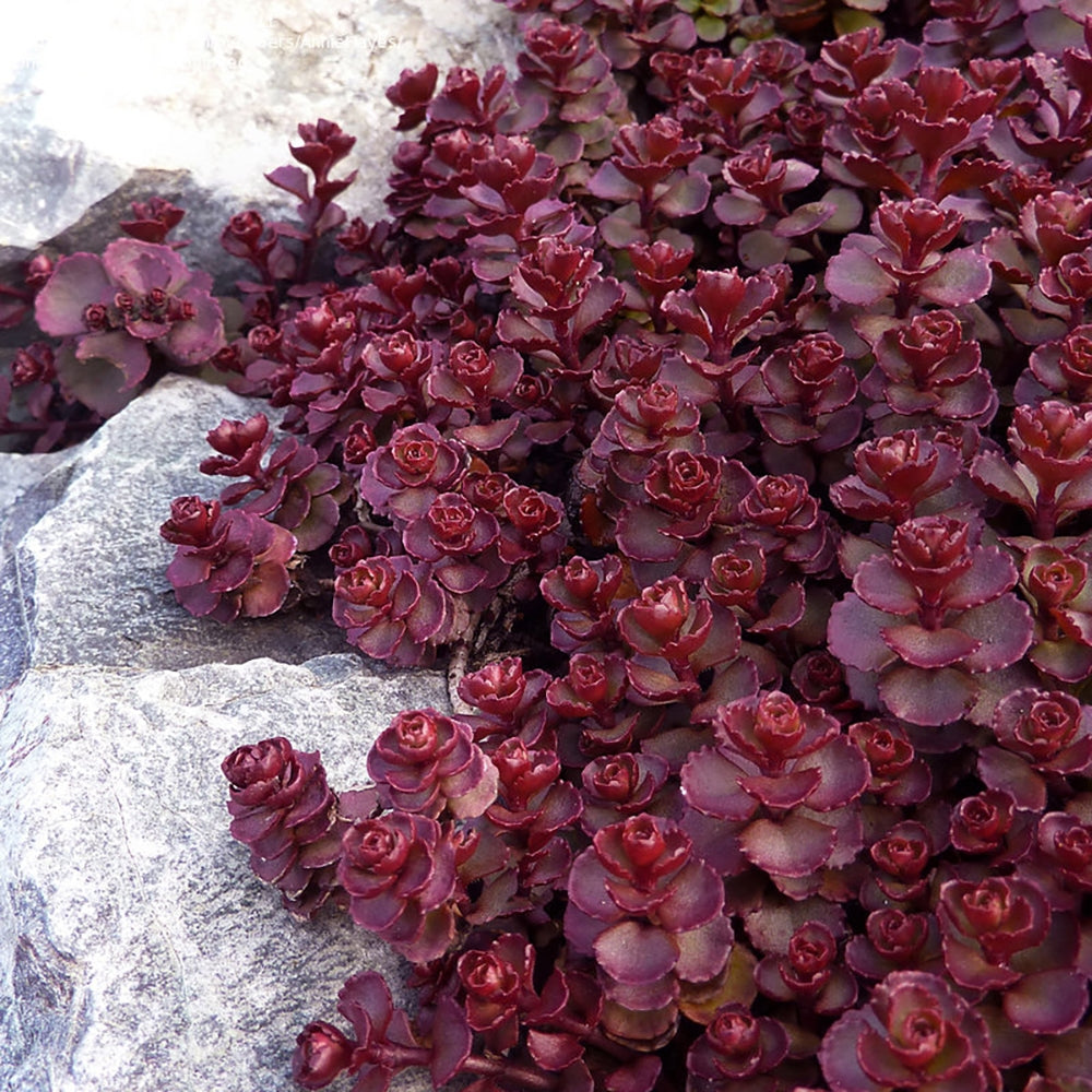 Iarba grasă- Sedum spurium 'Purpur Winter'