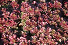 Iarba grasă- Sedum spurium 'Purpur Winter'