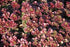 Iarba grasă- Sedum spurium 'Purpur Winter'