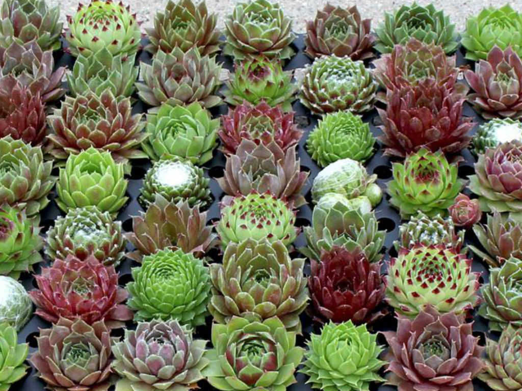 Urechelniță - Sempervivum hybridum mix