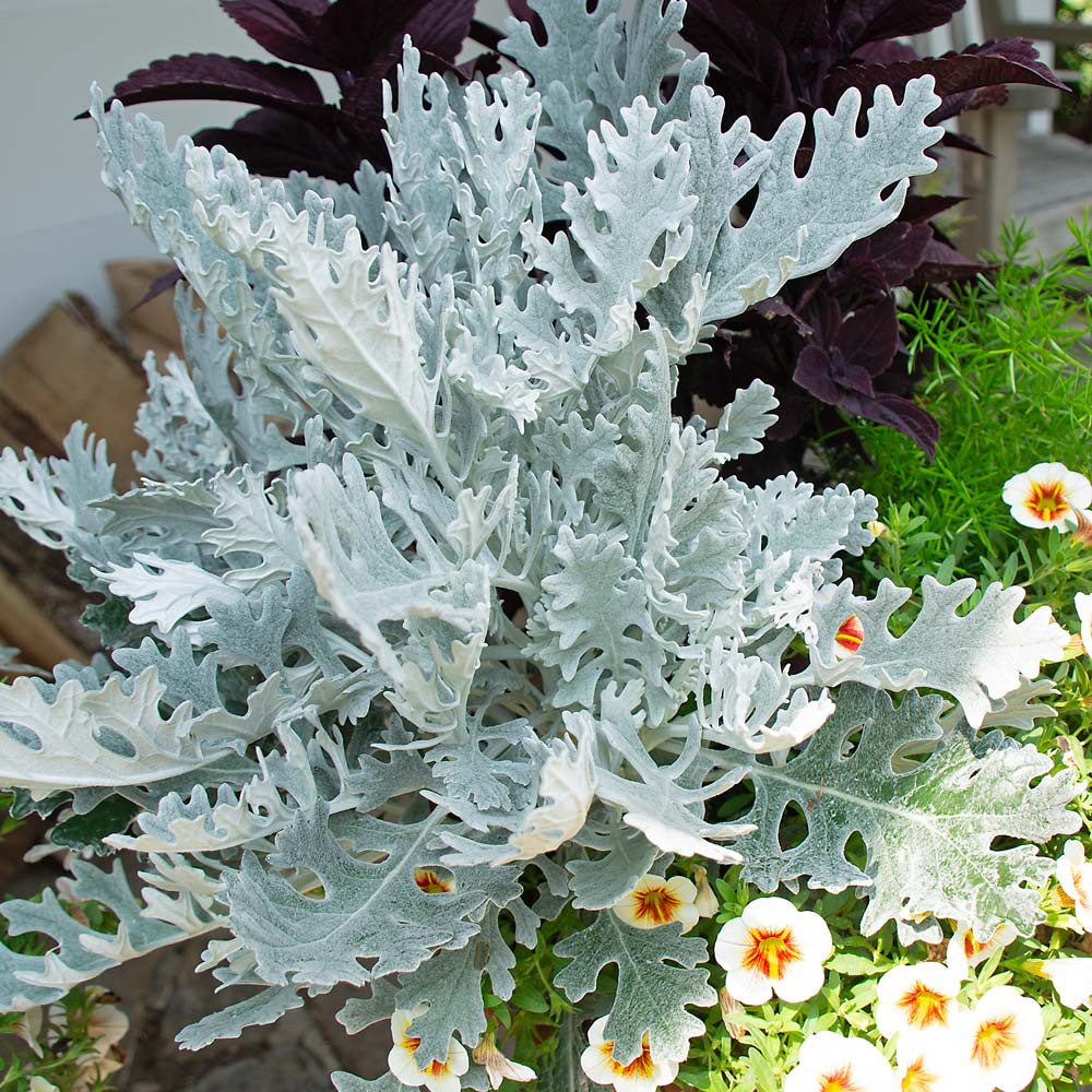Cineararia argintiu - Senecio hybride ‘Winter Whispers’