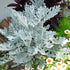 Cineararia argintiu - Senecio hybride ‘Winter Whispers’
