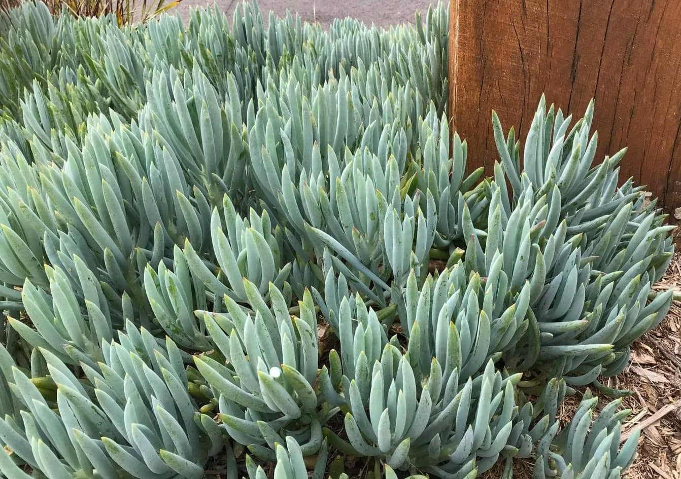 Senecio albastru - Senecio serpens ‘Blue’